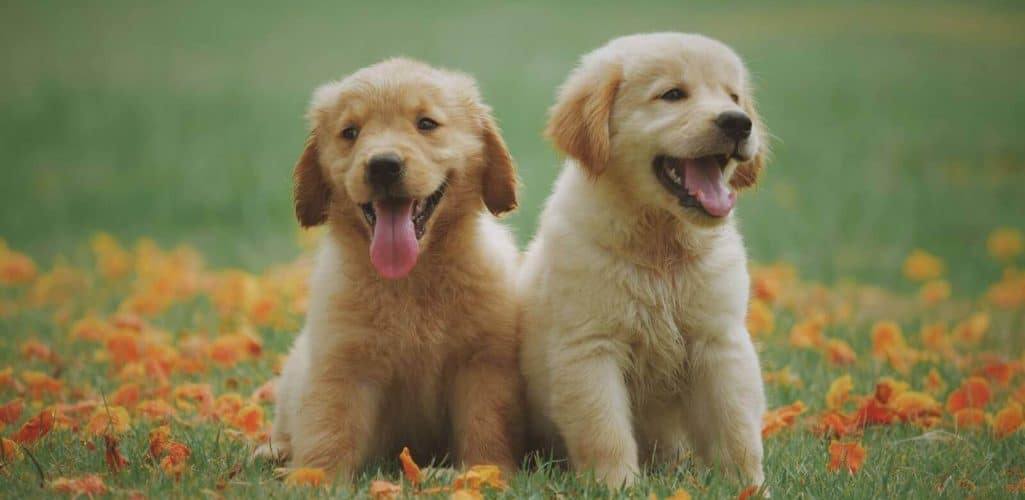 Pet Insurance