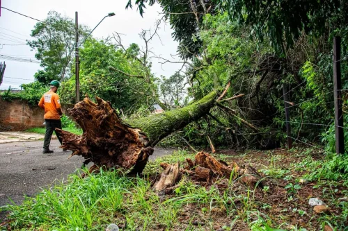 Tree removal after storm