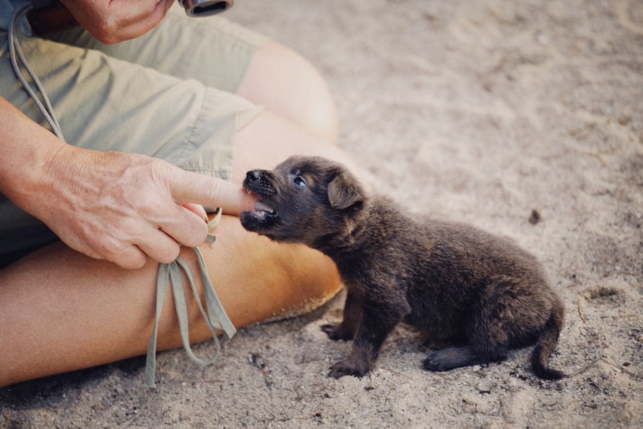 Dog representing homeowners insurance coverage for dog bite liability claims